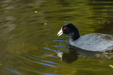 Beautiful Black coot swimming in a pool