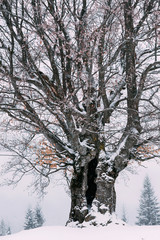 Fototapeta na wymiar Winter green tree covered with snow.