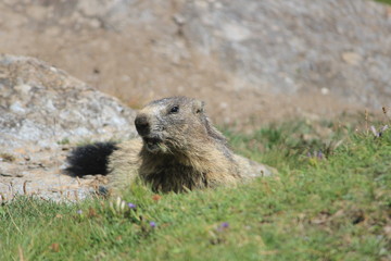 marmottes, Parc du Grand Paradis