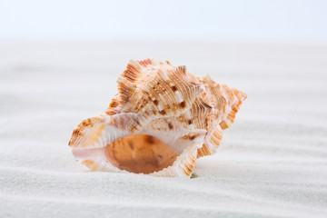 Sea shell on the white sand. Beach summer background