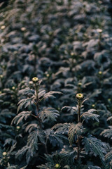 White flower buds in greenhouse in the evening in Chiang Mai, Thailand.