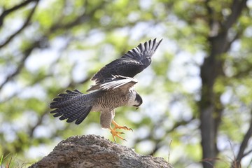 Bird Picture Taken In Korea