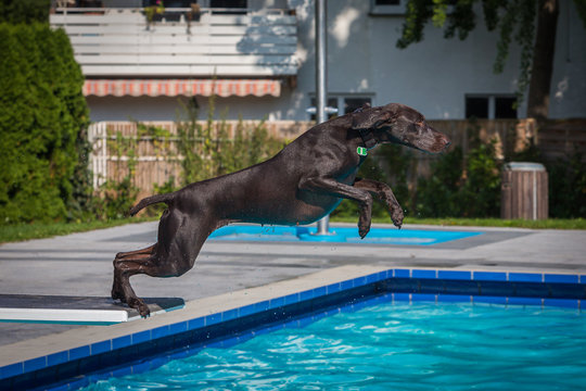 Deutsch Kurzhaar springt vom Einmeterbrett in den Pool