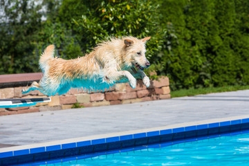 Hund springt in Pool