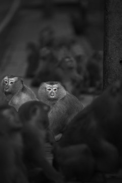 Monkeys of Monkey hill Thailand Phuket 