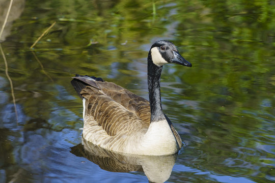 Canada Goose swimming in the lake