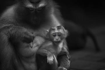 Monkeys of Monkey hill Thailand Phuket 