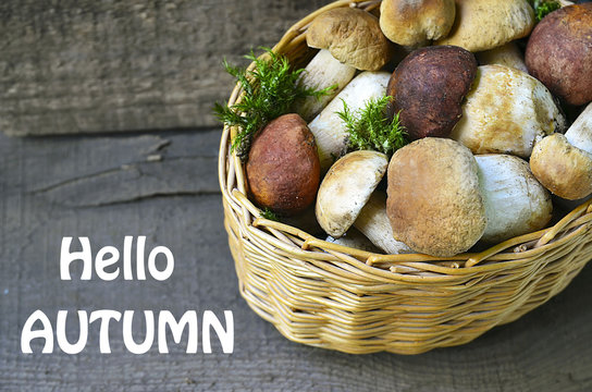 Hello Autumn.Boletus edulis mushrooms in a basket on old wooden background.Autumn Cep Mushrooms.White mushrooms.Selective focus.