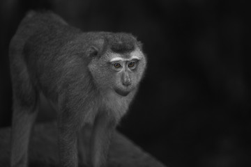 Monkeys of Monkey hill Thailand Phuket 