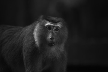 Monkeys of Monkey hill Thailand Phuket 