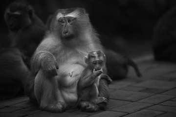 Monkeys of Monkey hill Thailand Phuket 