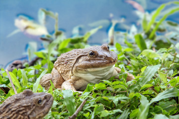 Frogs on the grass near the pool that reflected the sky.