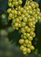 Ripe green grapes