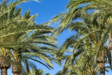 Beautiful tropical background  with palm trees on a blue sky