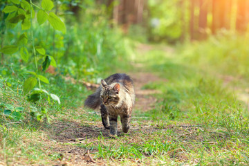 Siberian cat walking in the forest in summer.