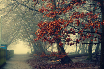 Autumn In London Uk 