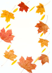 Autumn frame with leaves on white background