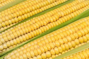 Sweet corn ears with leaves background