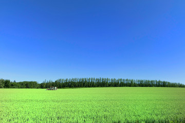 Obraz premium 北海道 南富良野