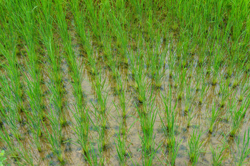 Fresh rice shootings on a rice paddy