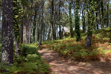 view of the path in the forest