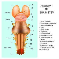 ANATOMY OF BRAIN STEM.  © sakurra