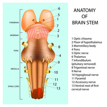ANATOMY OF BRAIN STEM. 