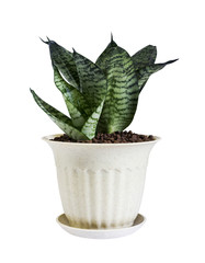 Sansevieria trifasciata or Snake plant in pot isolated on white background with clipping path