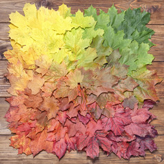  Autumn background of multicolored fall maple leaves.