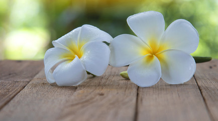 Fototapeta na wymiar flower frangipani on wood background