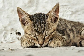 Naklejka premium Sleepy, Greek gray cat.