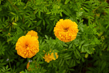 Yellow Marigolds flowers