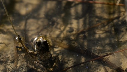 grenouille