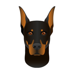 Isolated colorful head and face of doberman pinscher on white background. Line color flat cartoon breed dog portrait