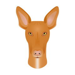 Isolated colorful head and face of pharaoh hound on white background. Line color flat cartoon breed dog portrait.