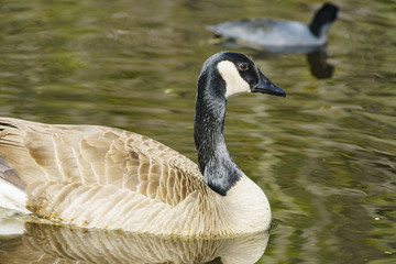 Canada Goose swimming in the lake