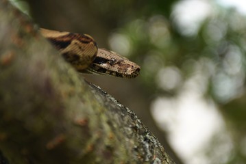 snake's head