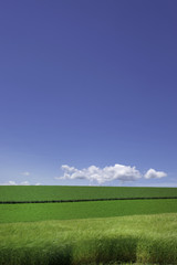 Obraz premium 青空と畑の風景