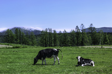 北海道　牧場　牛