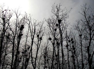 lot of nests on the autumn tree