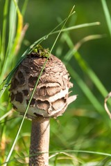 Autumn mushroom picking - Macrolepiota Procera. Morning in the meadow. Close-up view of a sponge.