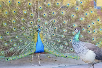 Photo sur Aluminium Paon Beautiful peacock displaying his beautiful fan
