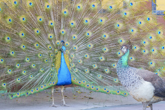 Fototapeta Beautiful peacock displaying his beautiful fan