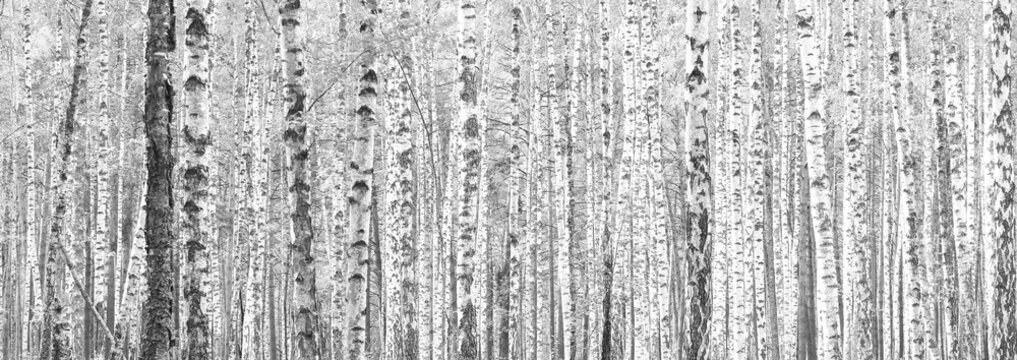 The trunks of birch trees. Black and white panorama with birches in retro style.