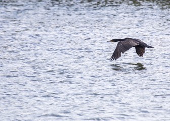 Japanese cormorant (Phalacrocorax capillatus)