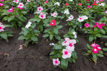 Flowerbed with lots of flowering Catharanthus roseus