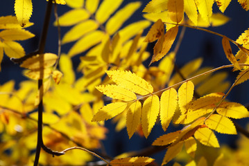 yellow autumn leaves on tree backlit by sunlight, shallow depth of filed
