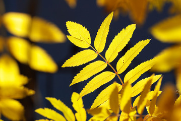 yellow autumn leaves on tree backlit by sunlight, shallow depth of filed