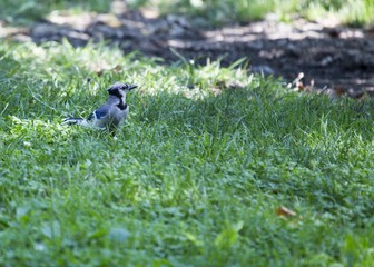 Jay (Cyanocitta cristata)