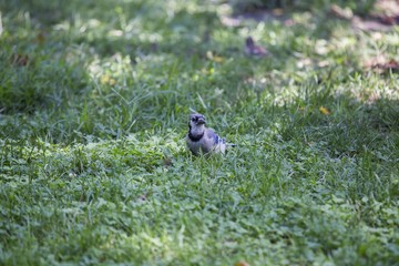 Jay (Cyanocitta cristata)